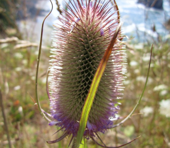 strange flower oregon coast
